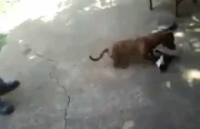 Psy vs Koty: Kocia matka chroni swoje maleństwo przed psem
