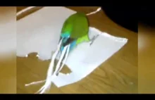 Papuga stroi się w cudze piórka - funny
