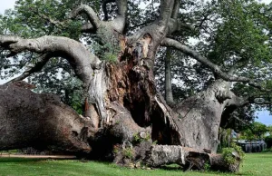 Baobaby - najstarsze i najbardziej niezwykłe drzewa Afryki obumierają