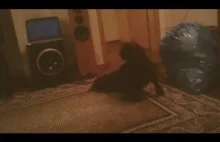 Pies który czyścił dywany [ PolishMultiChannel