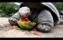 Żółw słoniowy z Galapagos zajada się arbuzem