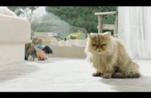 Czeska reklama banku z kotem w roli głównej
