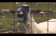 GOAT)Taylor Swift - I Knew You Were Trouble feat. Goat