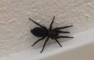Co to za pajak?
