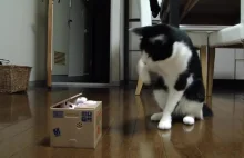 Zdziwiony kot i tajemnicze pudełko