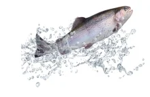 Transgenic Salmon Prove Tough to Tackle