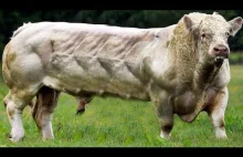 Công nghệ thông minh chăn nuôi bò bá đạo Hoa Kỳ - Bò Belgian Blue Siêu Cơ...