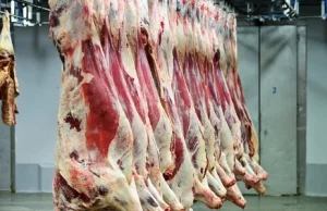 Polska wołowina z chorego bydła trafiła do restauracji i szkół na Słowacji