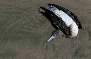 Alarm w Peru. Martwe zwierzęta na plażach [ENG]
