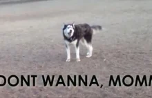 Zabawna reakcja psa Husky który nie chce opuścić parku dla psów