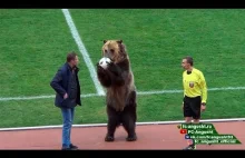 Niedźwiedź na meczu piłkarskim w Rosji.