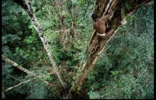 Plemie żyjące na drzewach z Indonezji