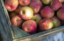 W chłodniach zalega ponad milion ton polskich jabłek