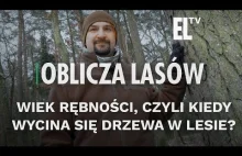 Wiek rębności, czyli kiedy wycina się drzewa w lesie? - [Oblicza lasów]