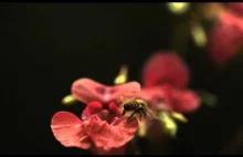 Pszczoła w slow motion