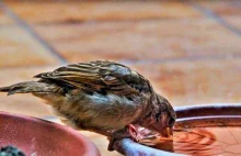 Pomóż ptakom podczas upałów - wystaw miskę z wodą i pomóż ocalić życie zwierząt