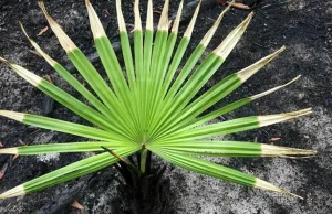 Oto jak natura wraca do życia po potężnych pożarach, które nawiedziły Australię