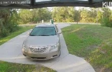 Puma atakuje domowego kota na podjeździe domu na Florydzie.