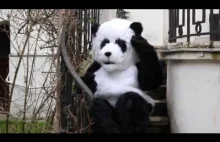 Panda odpowiada panu Tomaszowi - Godzina dla Ziemi WWF