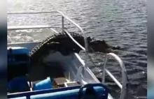 Aligator wskakuje na łódkę...