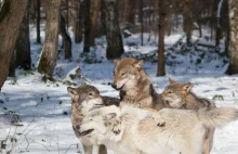 Ataki wilków w Bieszczadach. Mieszkańcy przerażeni