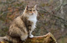 Kot norweski leśny - towarzysz Wikingów