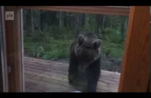 A w Finlandii z niedźwiedziami radzimy sobie tak.