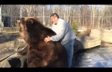Niedźwiedź bawi się z człowiekiem