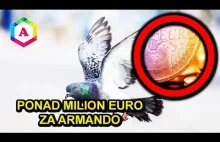 Armando najdroższy gołąb na świecie za ponad milion...