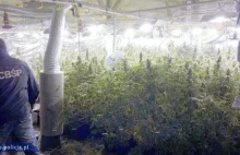 Plantacja marihuany wartej 1,5 mln zł w kurniku
