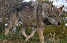 Wataha wilków zagryzla 20 owiec w okolicach Chojnowa