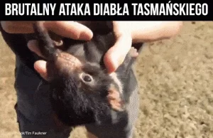 Tak atakuje mały Diabeł Tasmański