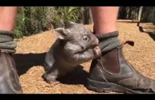Osierocony wombat