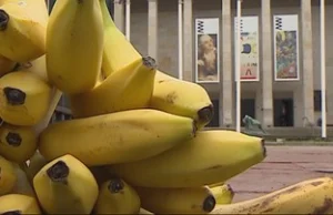 Zagrożone uprawy bananów. Grzyb może je całkowicie wytrzebić