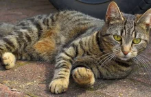 Każdego roku polskie koty zabijają prawie 800 milionów zwierząt
