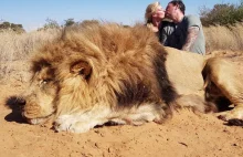 Para całuje się, aby świętować zabicie wspaniałego lwa