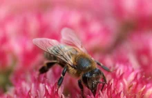 Spaliny z silników diesla szkodzą pszczołom