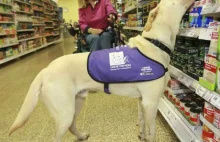 Niesamowity labrador pomaga niepełnosprawnej