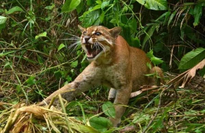 Mormi borneański – tajemniczy kot z Borneo.