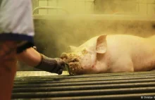 Pół miliona świń rocznie oprawia się w Niemczech na żywca