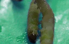 Bakterie z przewodu pokarmowego mola spożywczego rozkładają polietylen