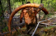 Dzikie kopalnie prehistorycznych pozostałości na Syberii. Fotoreportaż.