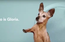 Spotify pomoże Ci dopasować idealnego psa.