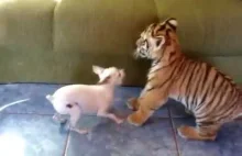 Young Tiger VS Chihuahua ;