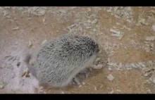 Hedgehog Scratching