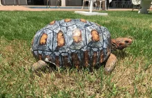 Poparzony żółw dostaje nową skorupę... wydrukowaną w 3D!