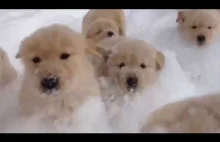 Epic dogs in snow - Funny compilation