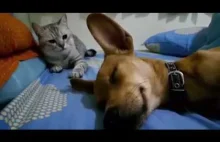 Koteł uczy dobrych manier psa
