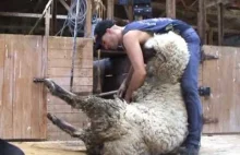 Strzyżenie owiec