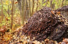 Szukając w lesie grzybów... znaleźli kilka ton monet! (GALERIA)